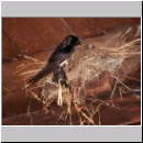 Hirundo rustica - Rauchschwalbe 04.jpg